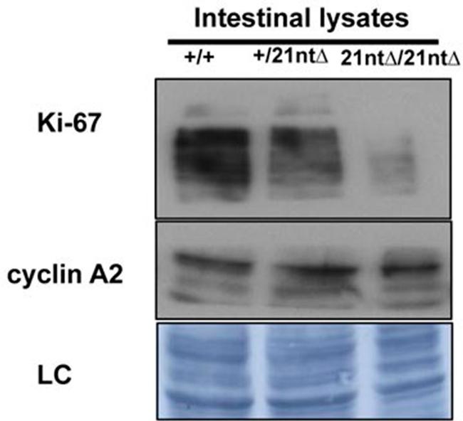 Ki-67 Antibody in Western Blot (WB)