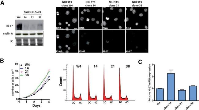 Ki-67 Antibody in Western Blot (WB)