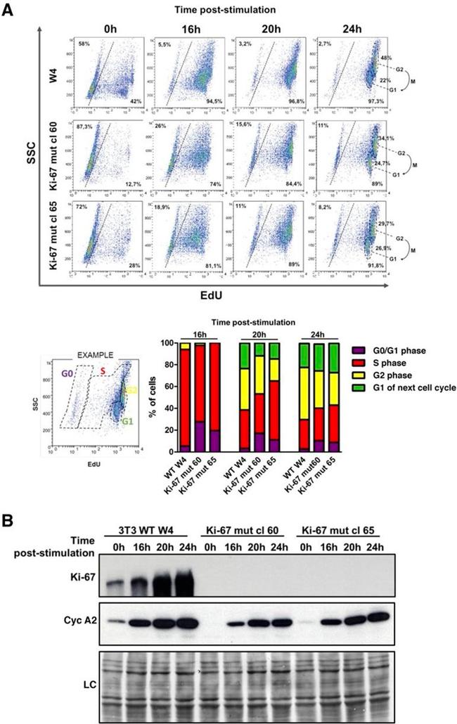 Ki-67 Antibody in Western Blot (WB)