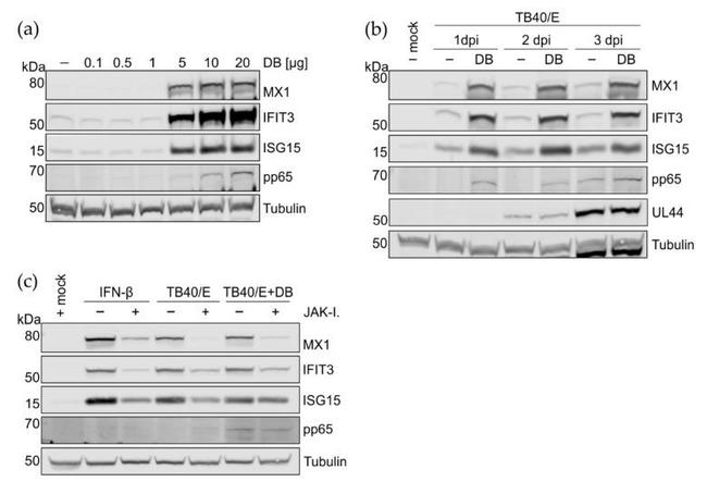 MX1 Antibody in Western Blot (WB)