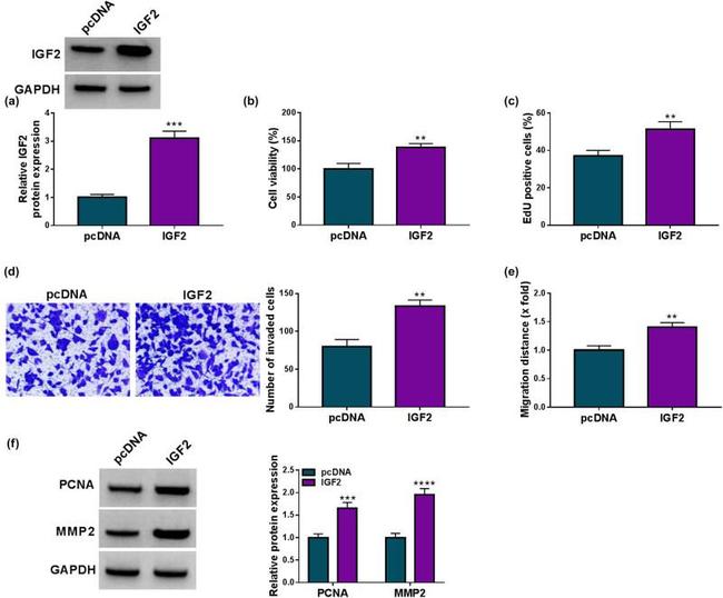 PCNA Antibody in Western Blot (WB)