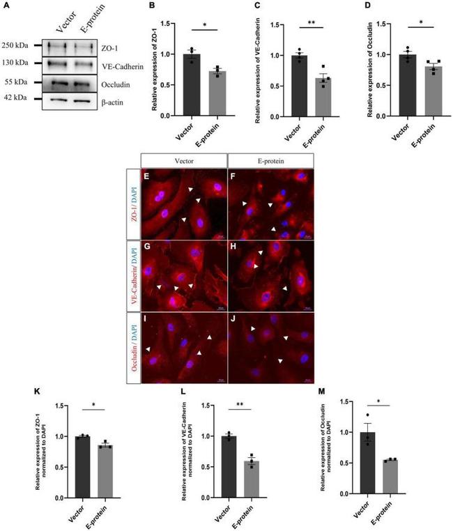 Occludin Antibody in Immunocytochemistry (ICC/IF)