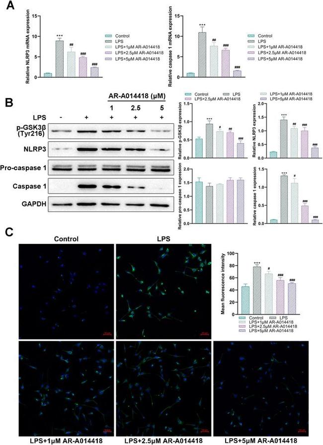 Caspase 1 Antibody in Western Blot (WB)