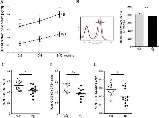 CD19 Antibody in Flow Cytometry (Flow)