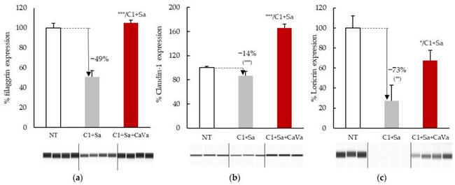 Claudin 1 Antibody in Western Blot (WB)