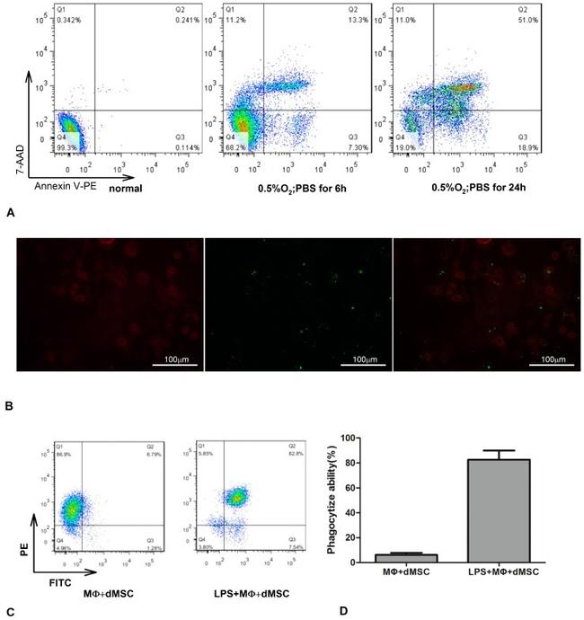 F4/80 Antibody in Immunocytochemistry (ICC/IF)