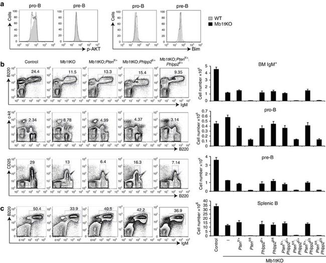 CD117 (c-Kit) Antibody in Flow Cytometry (Flow)