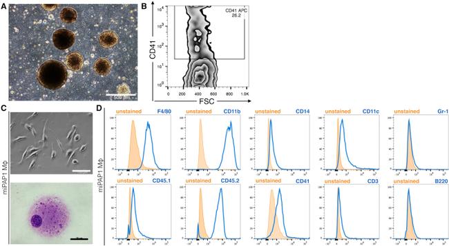 CD45R (B220) Antibody in Flow Cytometry (Flow)