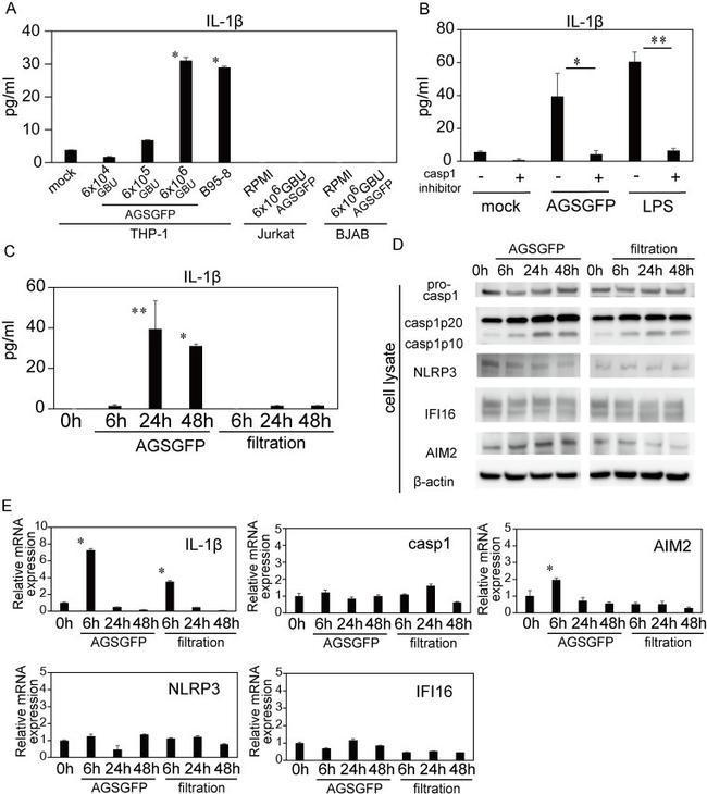 AIM2 Antibody