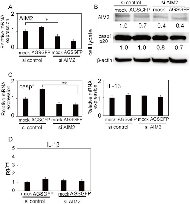 AIM2 Antibody