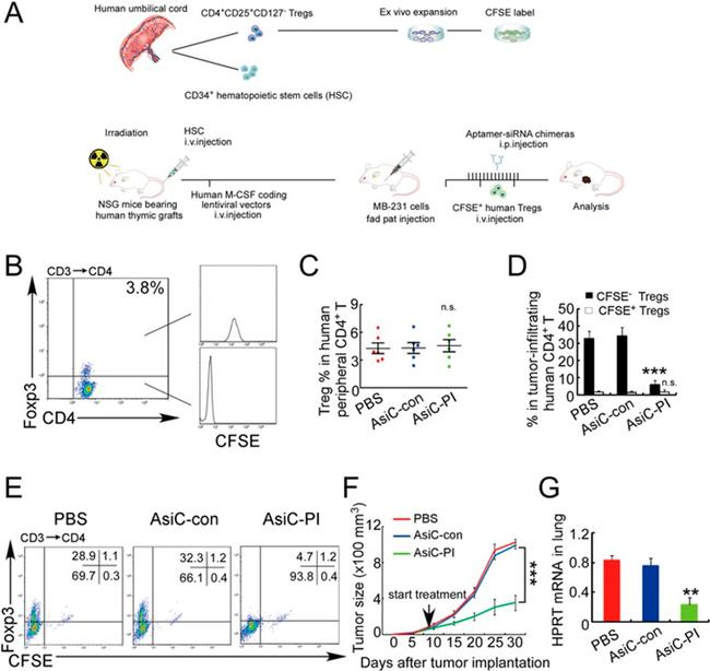 CD3 Antibody in Flow Cytometry (Flow)