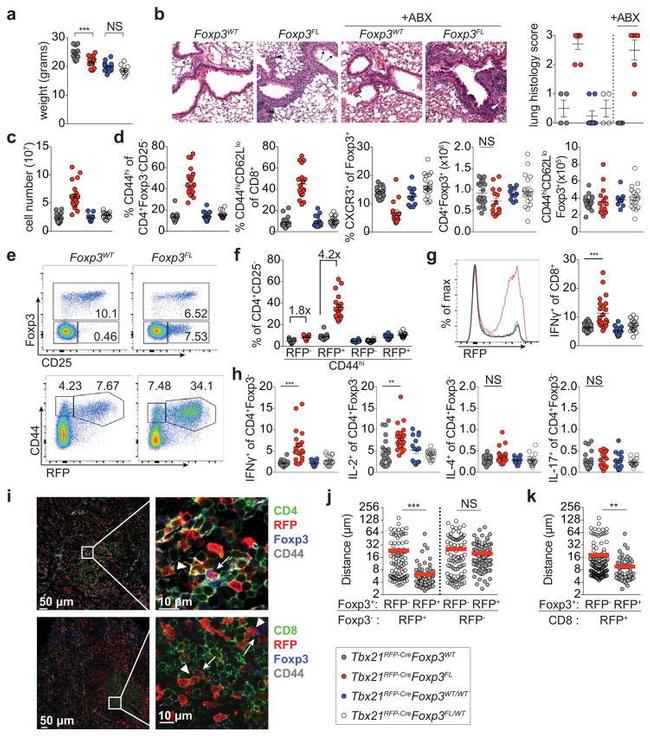 CD25 Antibody in Flow Cytometry (Flow)