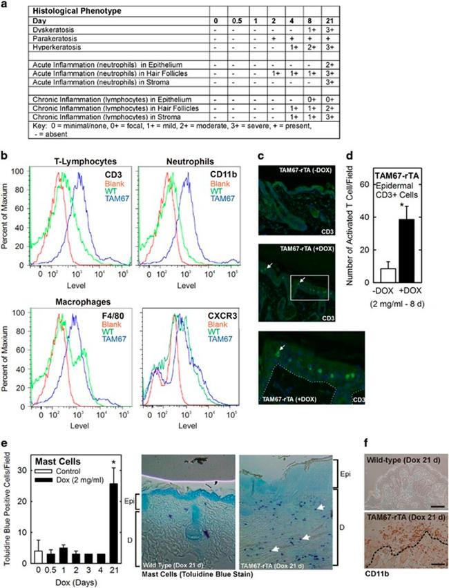 CD3 Antibody in Flow Cytometry (Flow)