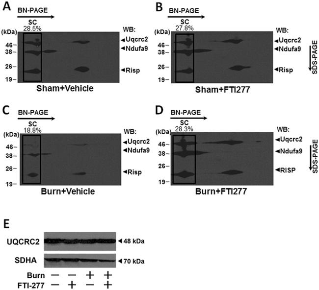 SDHA Antibody in Western Blot (WB)