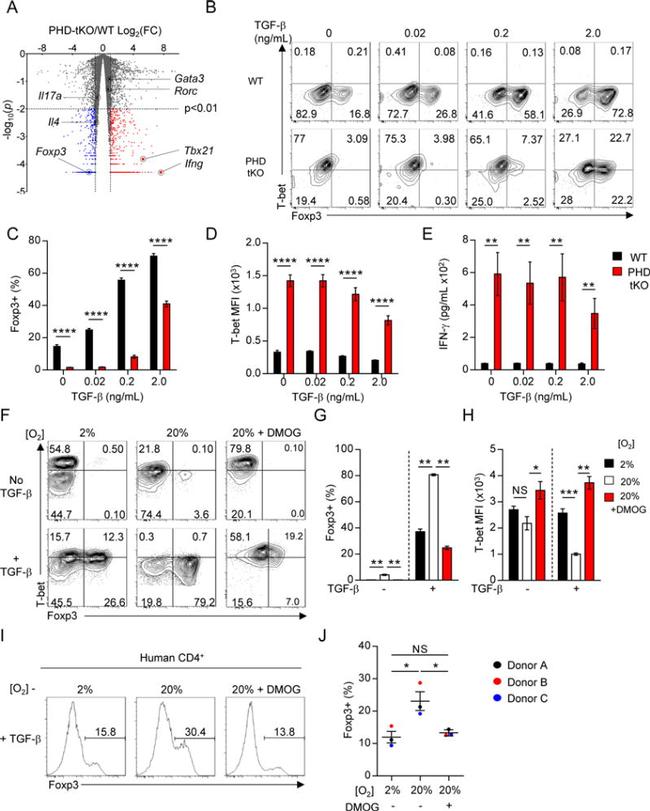 FOXP3 Antibody in Flow Cytometry (Flow)