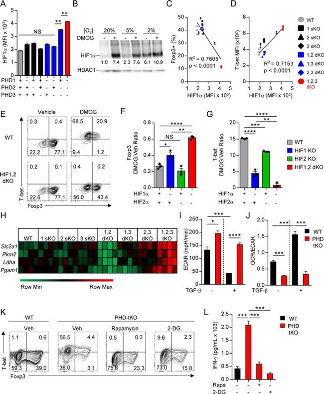 FOXP3 Antibody in Flow Cytometry (Flow)