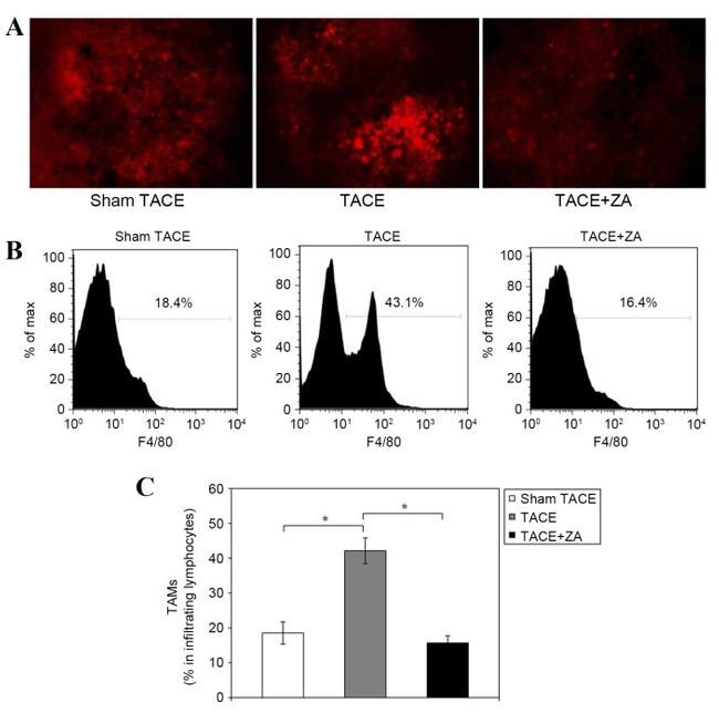 F4/80 Antibody in Flow Cytometry (Flow)