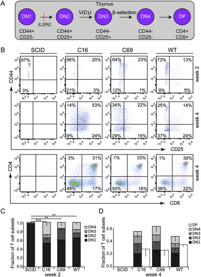 CD25 Antibody in Flow Cytometry (Flow)