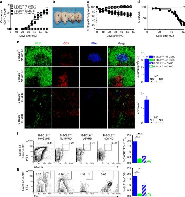 CD19 Antibody in Flow Cytometry (Flow)