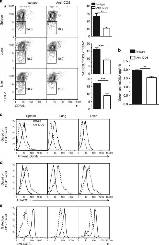 CD19 Antibody in Flow Cytometry (Flow)