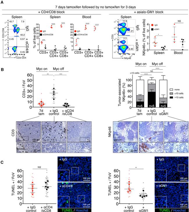 CD3e Antibody in Flow Cytometry (Flow)