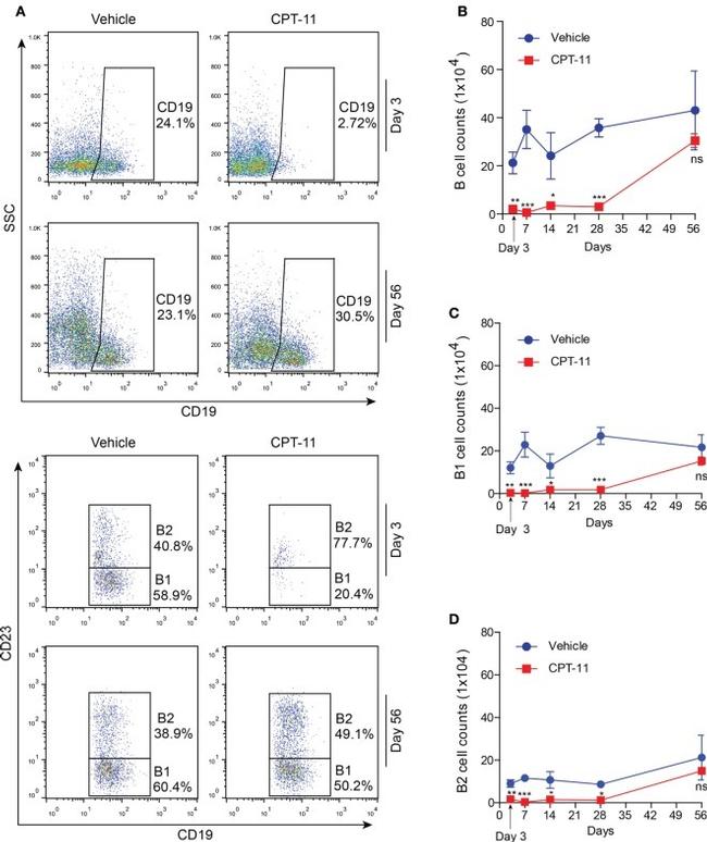 CD19 Antibody in Flow Cytometry (Flow)