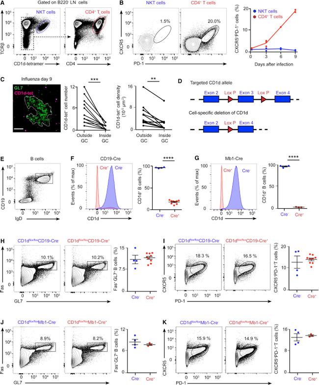 CD19 Antibody in Flow Cytometry (Flow)