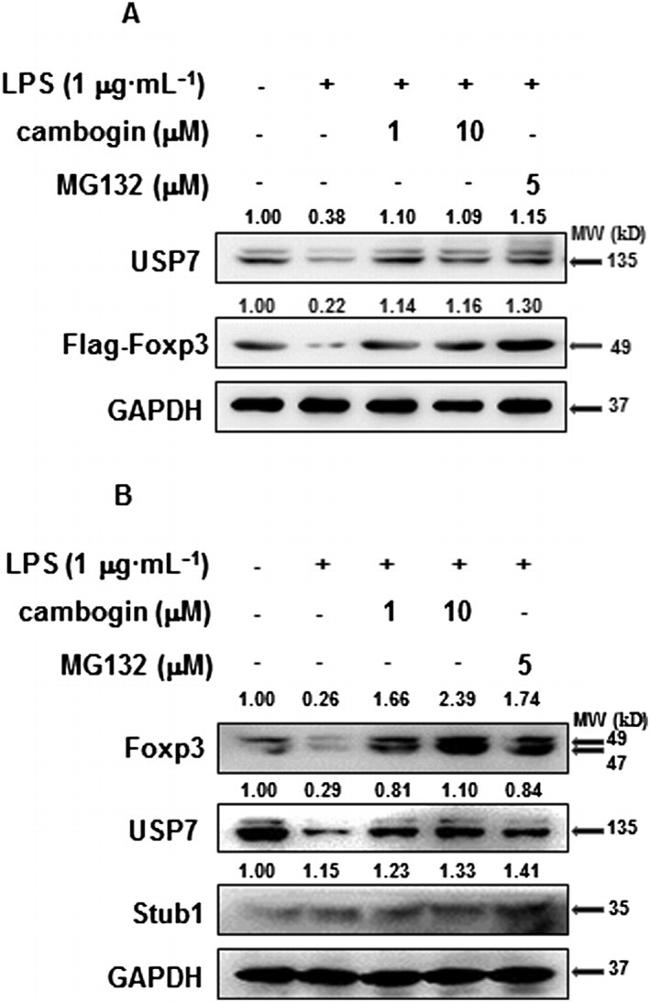 FOXP3 Antibody