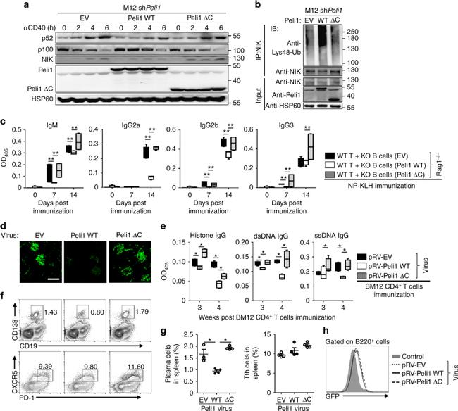 CD19 Antibody in Flow Cytometry (Flow)