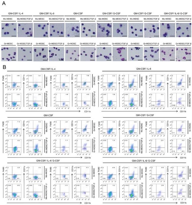 F4/80 Antibody in Flow Cytometry (Flow)