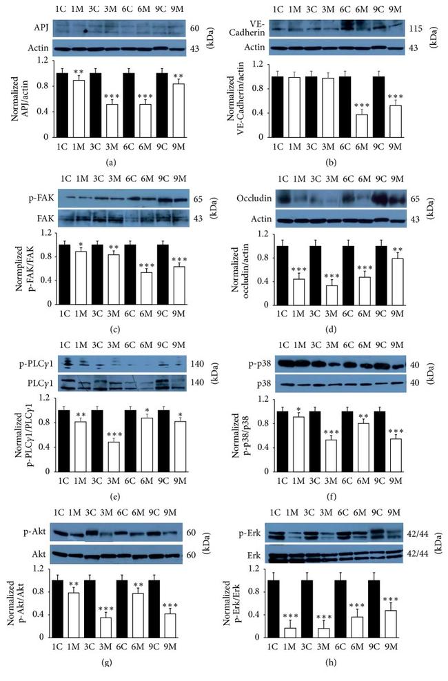 Occludin Antibody in Western Blot (WB)