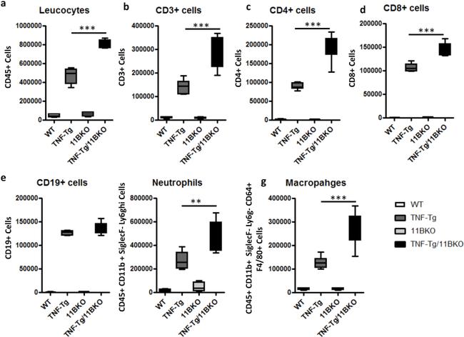 CD3e Antibody in Flow Cytometry (Flow)