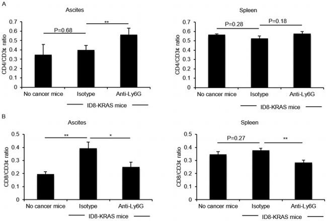 CD8a Antibody in Flow Cytometry (Flow)