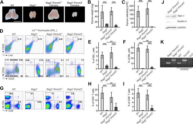 CD19 Antibody in Flow Cytometry (Flow)