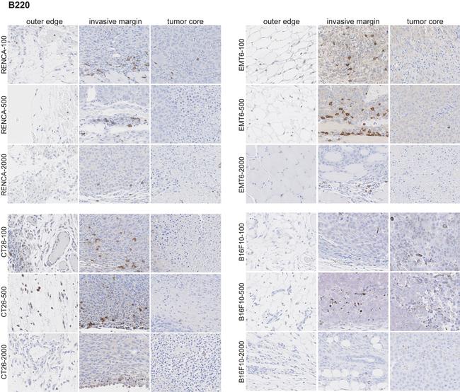 CD45R (B220) Antibody in Immunohistochemistry (IHC)