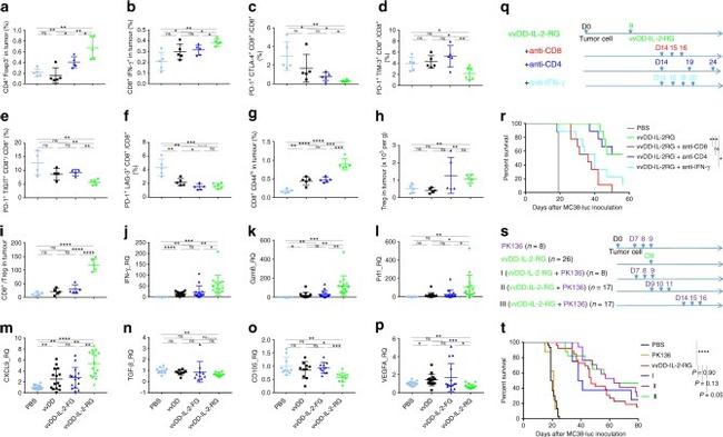 IFN gamma Antibody in Flow Cytometry (Flow)