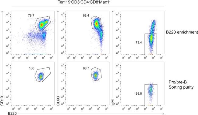 CD19 Antibody in Flow Cytometry (Flow)