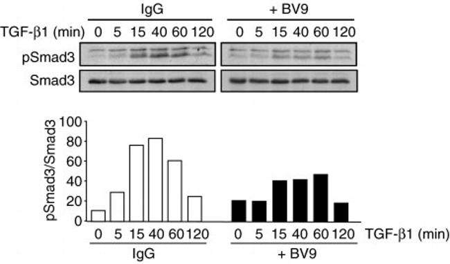 SMAD3 Antibody in Western Blot (WB)