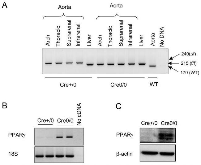 PPAR gamma Antibody in Western Blot (WB)