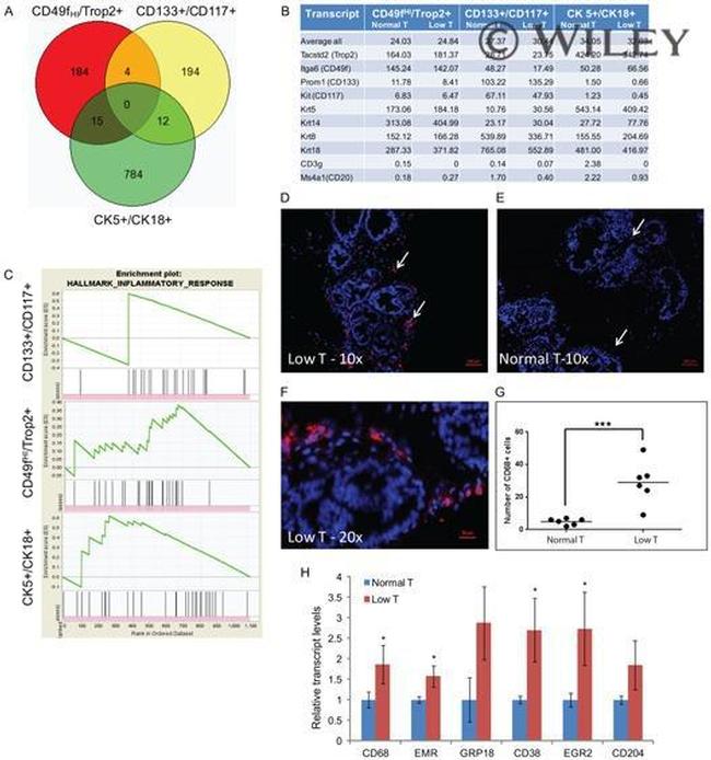 CD117 (c-Kit) Antibody in Flow Cytometry (Flow)