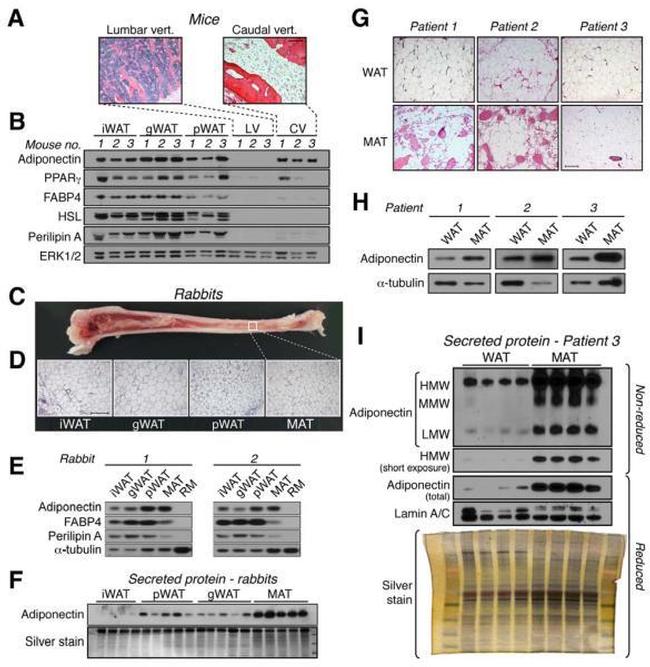 alpha Tubulin Antibody in Western Blot (WB)