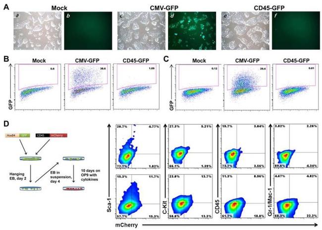 CD117 (c-Kit) Antibody in Flow Cytometry (Flow)