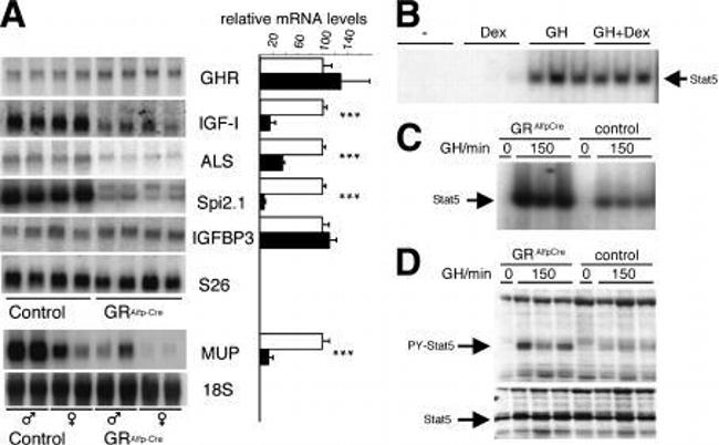 Phospho-STAT5 alpha (Tyr694) Antibody in Western Blot (WB)