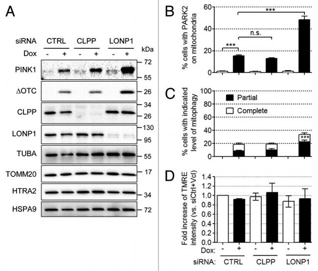 alpha Tubulin Antibody in Western Blot (WB)