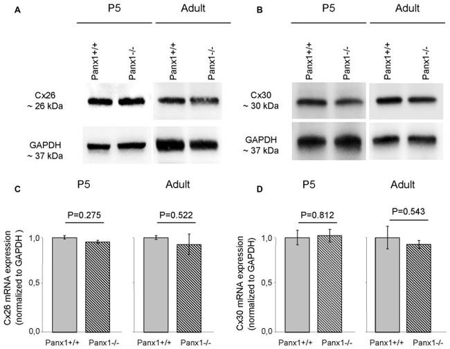 Connexin 26 Antibody in Western Blot (WB)