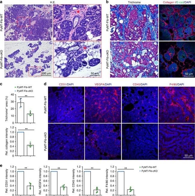 F4/80 Antibody in Immunocytochemistry, Immunohistochemistry (ICC/IF, IHC)