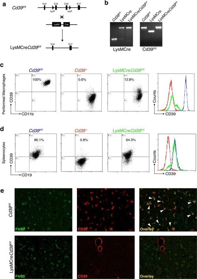 F4/80 Antibody in Flow Cytometry (Flow)