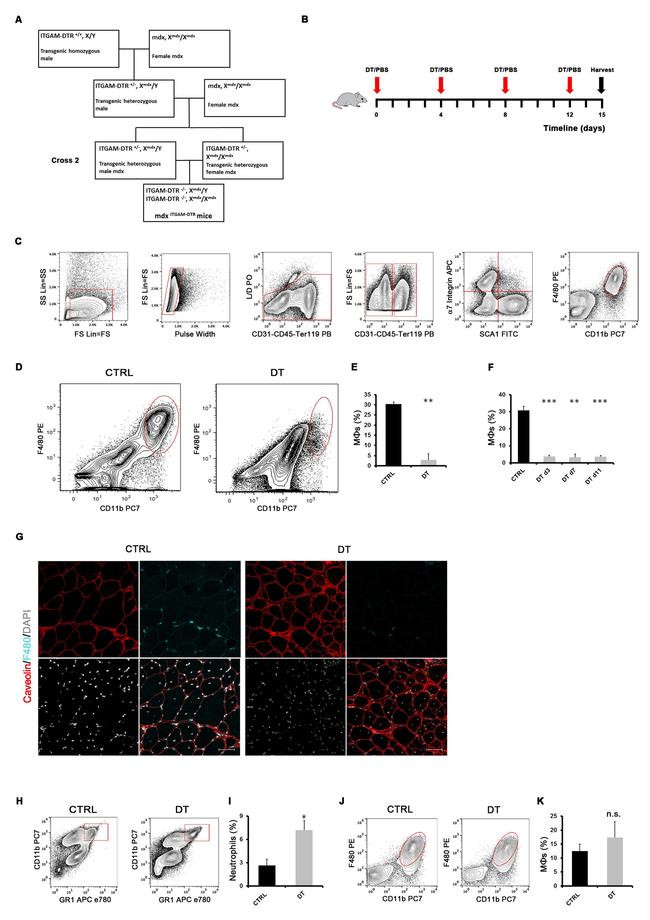 F4/80 Antibody in Flow Cytometry (Flow)