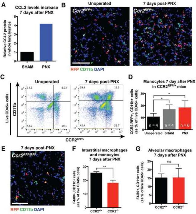 F4/80 Antibody in Flow Cytometry (Flow)