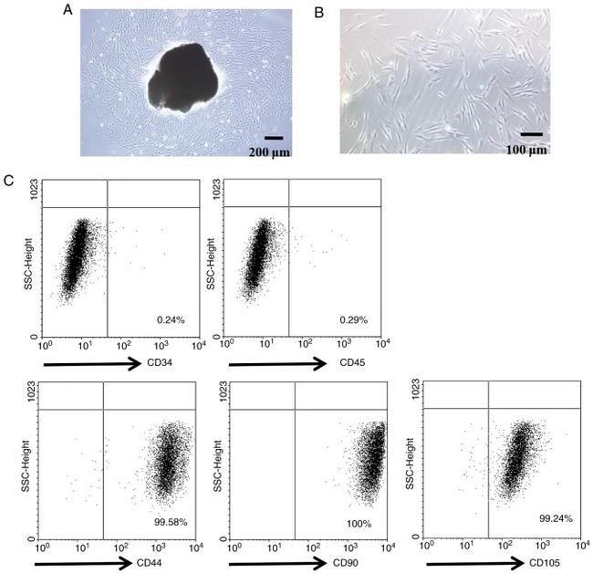 CD44 Antibody in Flow Cytometry (Flow)